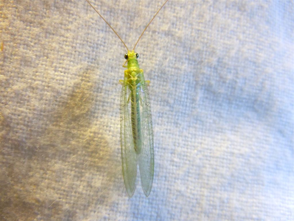 Chrysopidae